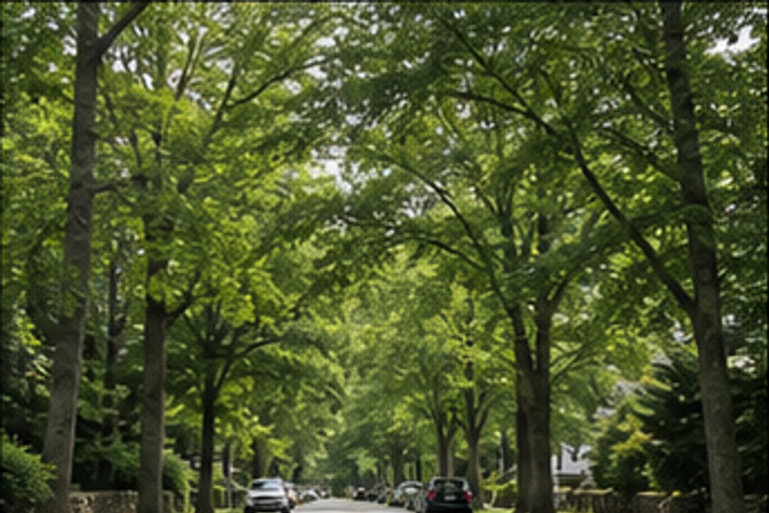 Tree-lined street, Lexington